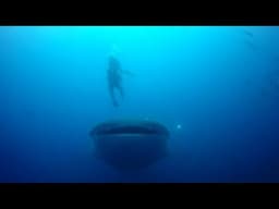 Scuba diver has close call with whale shark cruising right at him