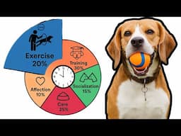 Is Lack of Exercise Making Your Dog Reactive?