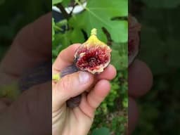 Irene's Black Greek - Great Fig #fig #figtree #figboss #gardeningtips #fruittrees