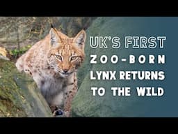 FROM ZOO TO WILD | Newquay Zoo's lynx kitten to join Europe's rewilding revolution