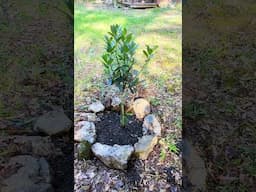 Planted in the ground!
