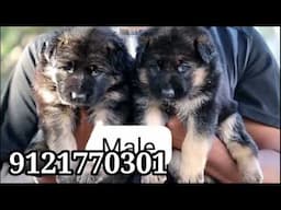 Puppies for sale