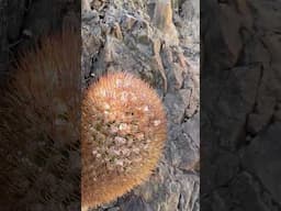The largest eriosyce I saw in habitat 🤩 Northern Chile - Atacama Desert 🏜️ #cactus