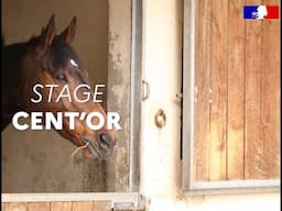 STAGE EQUITATION : Cent’Or, des gendarmes et des chevaux unis contre la blessure