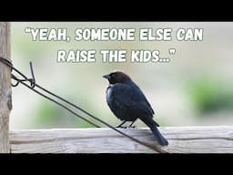 Alternative Breeding Strategies in Birds