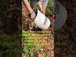 Leaf Mulch Magic: Free & Natural Plant Boost! 🍂✨