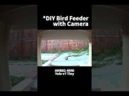 This AI Bird Feeder Detects Visitors Automatically! 🐦📷