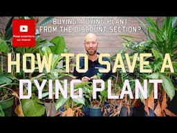 How to save a dying plant 🪴💀🪴