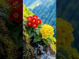 Beautiful flowers 💐💐💐🌹🌹🌹