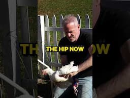 You Won’t Believe How Jimmy the Chicken Gets Adjusted!