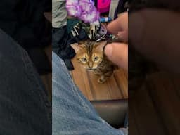 A “hi” #meows #viralshort #catbreed #cat #car