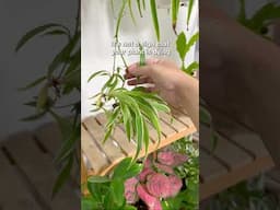 Is your Spider plant going to die if it produces Spiderettes? #plants #spiderplant #houseplants