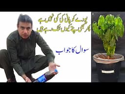 The plant is not lacking water, but why are the leaves drooping?