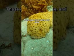 Sea Cucumber’s Weird One Hole Anatomy
