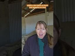 Black Walnut Shavings Cause Laminitis in Horses