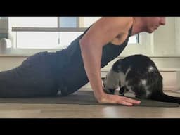 Cats vs. Yoga