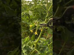 Yes, cut those suckers #pruning #tomato #garden