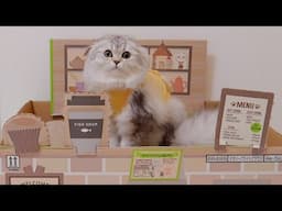 We've started a cat cafe!