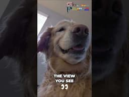 Golden Retriever View: The Hilarious Reality