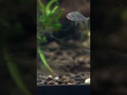 You need to see this before ordering fish online #aquarium #aquariumhacks #fishkeepinghobby