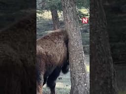 Bisons Scratch On Trees At Yellowstone National Park