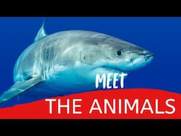 Meet the Animals – Fun and Educational Animal Facts for Kids! 🦁🐘🐧
