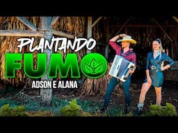 PLANTANDO FUMO - ADSON & ALANA ( clipe oficial 2025 ) lançamento agro fumicultura