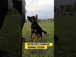 How To MAXIMIZE FOCUS in Puppy Training!
