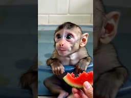 Baby monkey eating so delicious watermelon he smiling widely ❤️ Funny Monkey Bibi #monkeylover #bibi