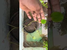 Red Badis Pond Setup