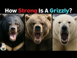 How Strong is a Grizzly Bear Compared to Other Bears?