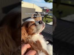 This trend got me 🤧 #cavalierkingcharles #yourdogs #soulmates
