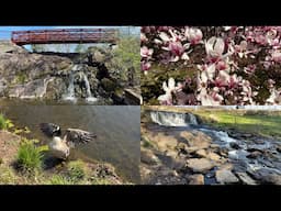 Apple iPhone 16 Pro / Max ProRes 422 HQ Rec.709 4K 120fps slow mo motion Final Cut camera app