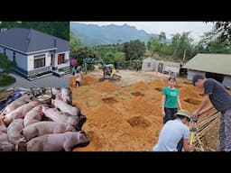 Take care of pigs on the farm. Buy iron, dig foundations to build your dream house. ( Ep 353 )