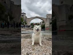 Dancing ears in Mostar 😍 #samoyed #mostar #bosnia #dog #earwiggles #eardance #travel
