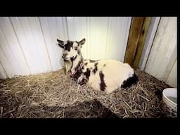 Goat Recovery: Cookie Update VLOG #2
