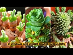 21 Unusual and Unique Shaped Succulents