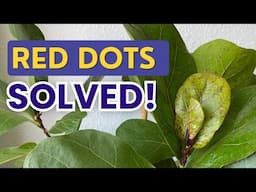 RED DOTS on Ficus Lyrata