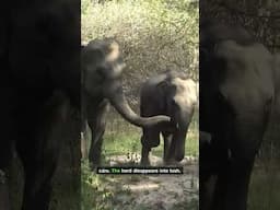 Baby Tusker's Survival Secrets Revealed! Watch Speechless Family Moment