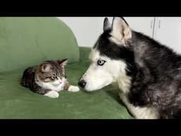 My Husky Wanted to Catch a Kitten! And Then this Happened!