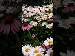 Shasta Daisy | Beautiful perennial flower 🌼 a must-have! #garden #flowers #gardening #shorts #new