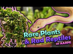 Attending a Huge Reptile Show in Denver, CO!!