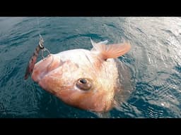 Snapper & Kahawai Frenzy (Fish 'N Dips Charter)