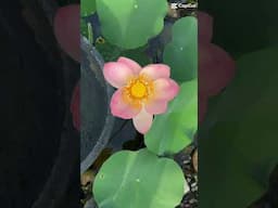 The lotus just opened!#pondscapesofcharlotte #BackyardOasis #LuxuryLandscaping #KoiPond