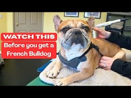 This Is Why We Shouldn't Be Breeding French Bulldogs | Louie's Story