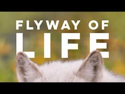 Flyway of Life | SNEAK PEAK | 2025 Documentary Film