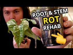 Rehabbing My Anthurium Diabloense From Root AND Stem Rot