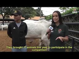 ExpoZebu 2025 | ‘Prize fighters’ get weighed in before competition starts