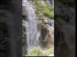 Saussurea obvallata#kinnaur #mountainfairy #ytshorts #yt #saussurea #bhramakamal