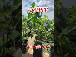 Tanam Cabe tanpa Semai di Polybag / how to plant chilies #caberawit #rawitkaliber #cabepolybag
